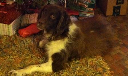 Springer spaniel by Christmas tree