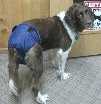 Dog in diaper