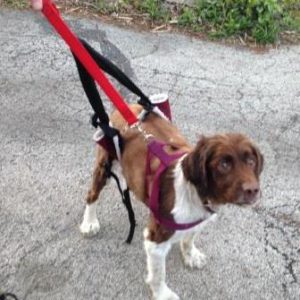 Dog in sling and harness