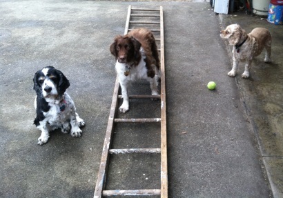 Dog using a ladder to help with balance