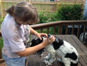 Dog getting shaved