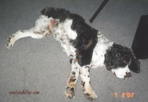 Springer Spaniel with amputated leg