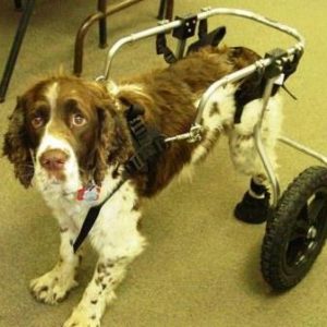 Dog in wheelchair