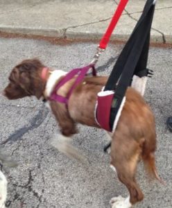 Dog in a sling & harness