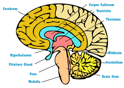 brain anatomy