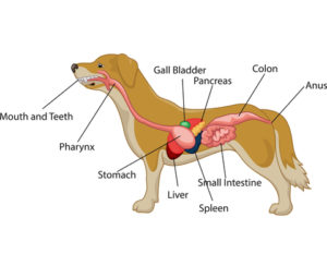 Dog anatomy image